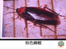 棕色蟑螂 (2)